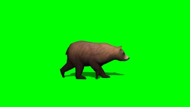 Idzie niedźwiedź brunatny — Wideo stockowe