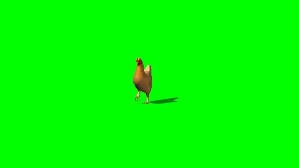 歩く茶色の鶏 — ストック動画