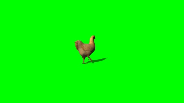 Camminare pollo marrone — Video Stock