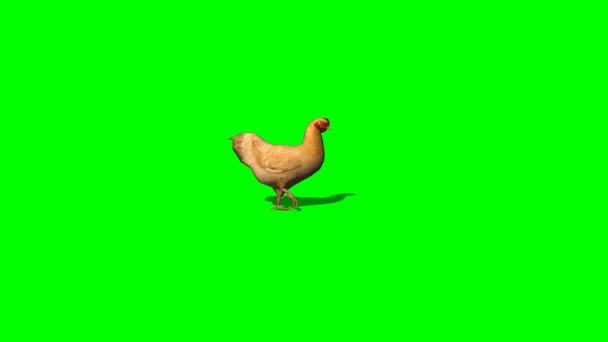 Pollo marrón caminando — Vídeo de stock