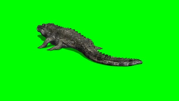 Big Crocodile walking — Stock Video