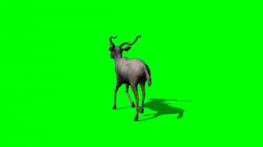 Kudu antilop yürür