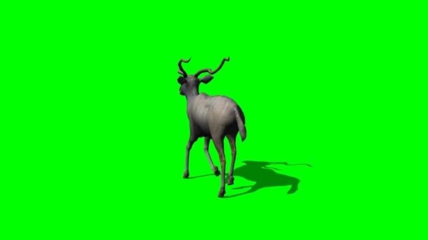 Kudu Antelope camina — Vídeo de stock