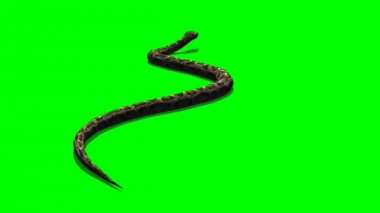 Python gezinmeler yılan