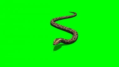 Python gezinmeler yılan