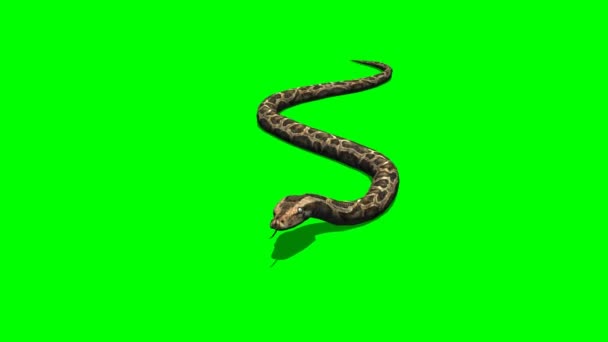 Pythonschlange kriecht — Stockvideo