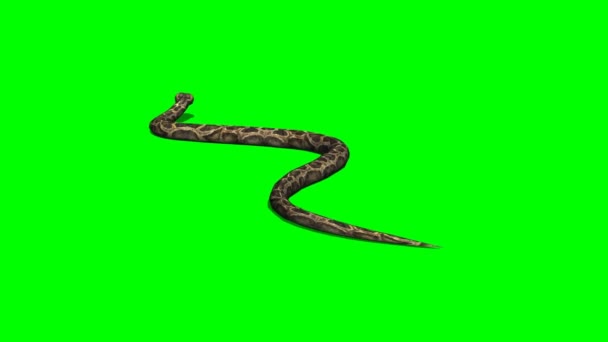 Python serpent rampe — Video