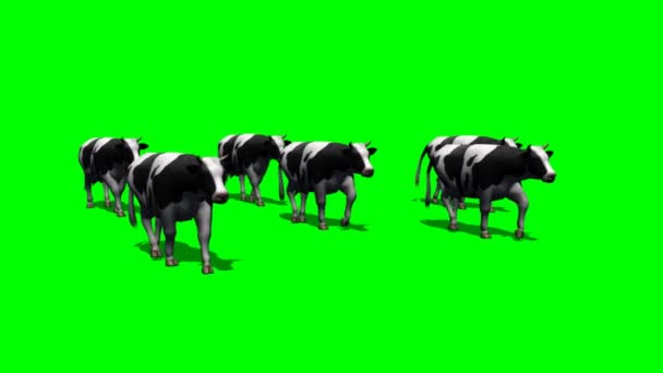 Vacas de rebanho pequenas - tela verde 6 — Vídeo de Stock