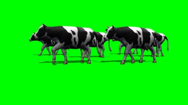 Vacas de rebanho pequenas - tela verde 5 — Vídeo de Stock