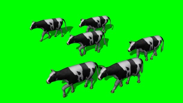 Vaci de turmă mici - ecran verde 1 — Videoclip de stoc