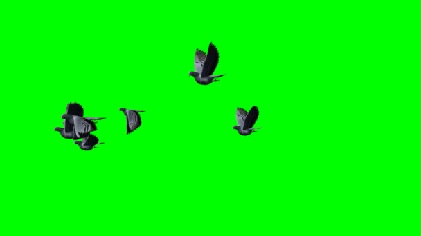 Pequeño grupo de palomas volando - 3 vistas diferentes y pantalla verde — Vídeo de stock