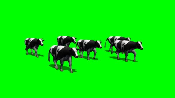 Pequeñas vacas de la manada corren - al pasar la cámara - pantalla verde 8 — Vídeo de stock