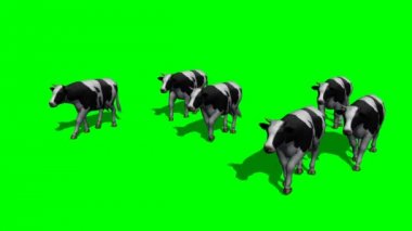 Küçük sürü inek kameraya - yeşil ekran 2 çalıştırmak