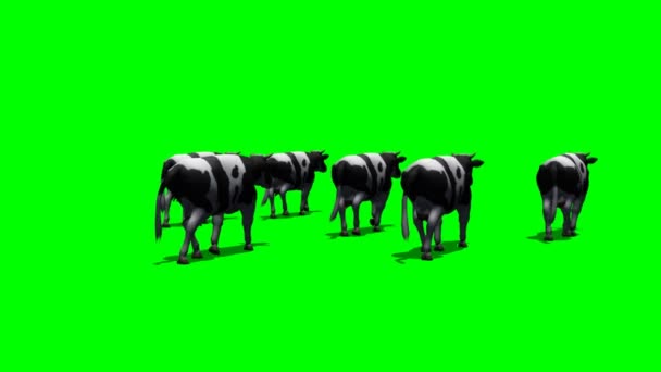 Vacas pequeñas huyen de la cámara - pantalla verde 3 — Vídeo de stock