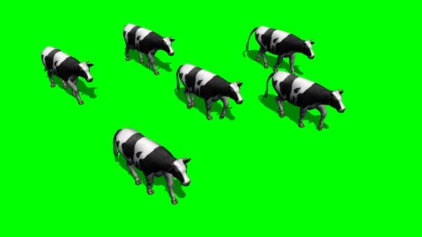 Small herd cows run - top view towards the camera - green screen 7 — Stock Video