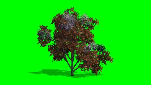 Árbol japonés stewertia caída con sombra en verde pantalla — Vídeos de Stock