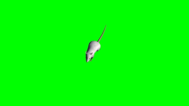 Witte rat wandelen - het groene scherm 3 — Stockvideo