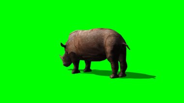 Gri gergedan saldırı