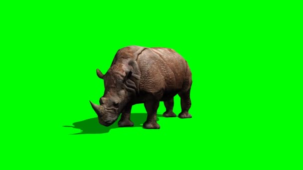 Attaque de rhinocéros gris — Video