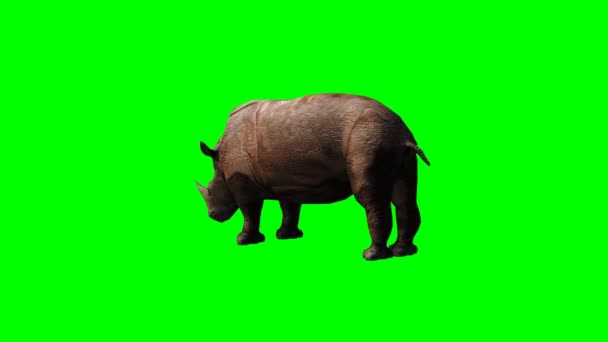 Grey Rhinoceros attack — Stock Video