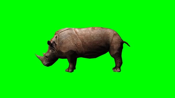 Grå noshörning attack — Stockvideo