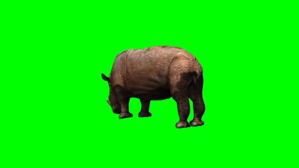 Stora Rhino bete — Stockvideo
