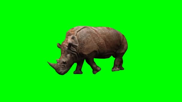 Grand rhinocéros marchant — Video