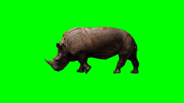 Grand rhinocéros marchant — Video