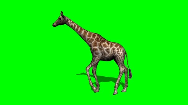 Jeune Girafe marche — Video