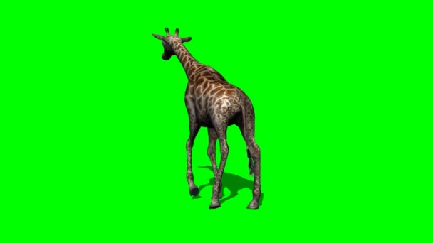 年轻的长颈鹿行走 — 图库视频影像