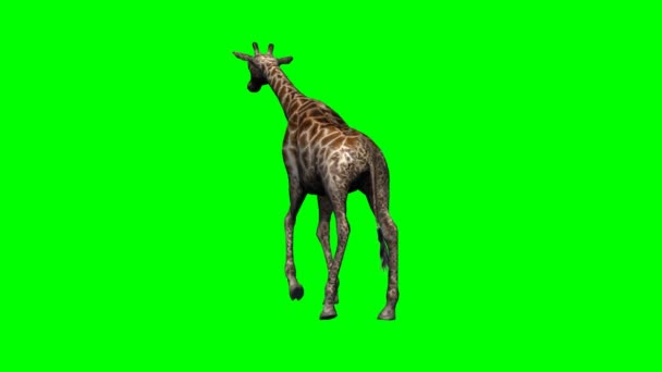 Unga giraff promenader — Stockvideo