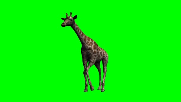 Unga giraff promenader — Stockvideo