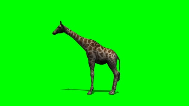 Giraffe steht und schaut sich um — Stockvideo