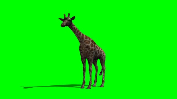 Giraff stående och titta runt — Stockvideo