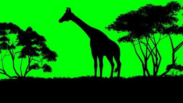 Giraffe sillouette grazing — Stock Video