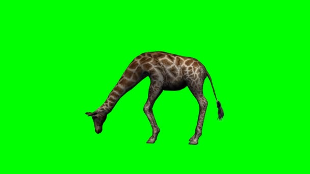 Junge Giraffe weidet — Stockvideo