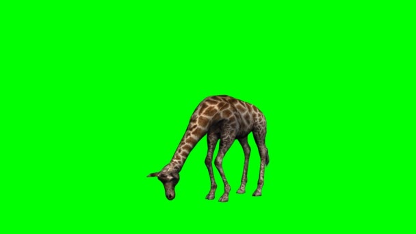 Mladé žirafy pasoucí se