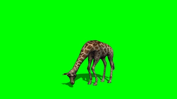 Giraffe grazing with shadow — Stock Video