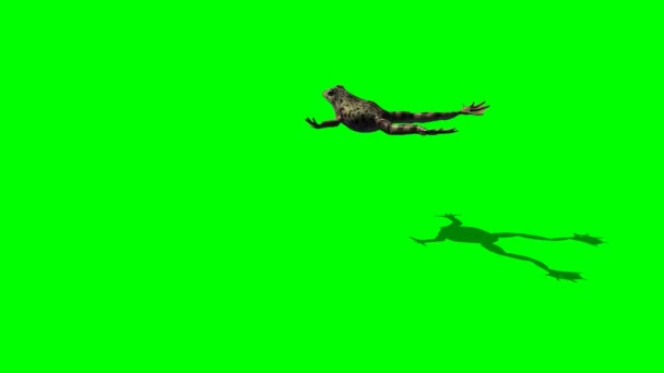 Brown Frog jump — Stock Video
