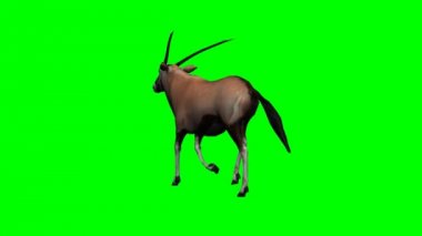 Yürüyüş Gemsbock antilop