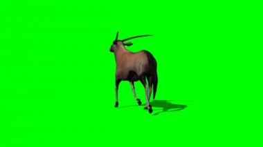 Çalışan Gemsbock antilop
