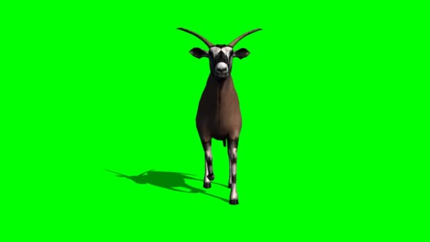 Gemsbock antilop promenader — Stockvideo