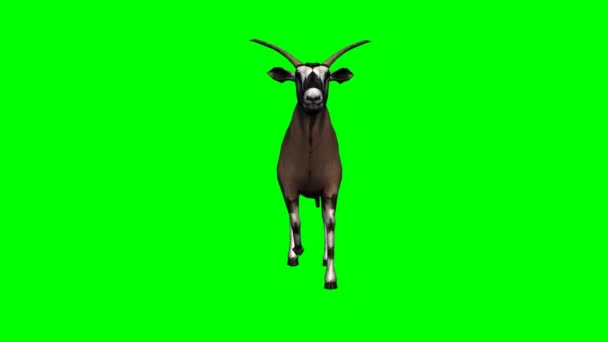 Gemsbock antelope walking — Stock Video