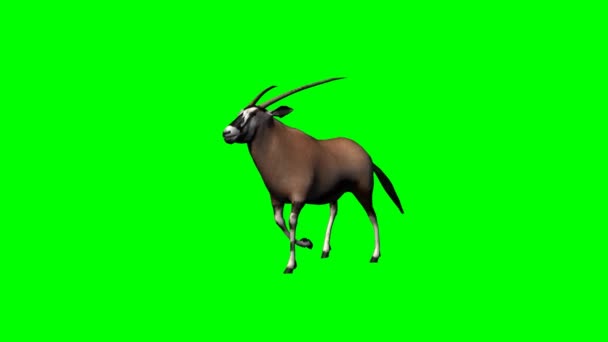 Gemsbock antelope walking — Stock Video