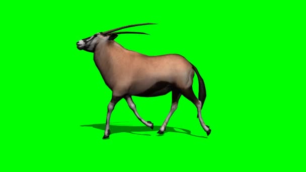 Gemsbock antilope courir — Video