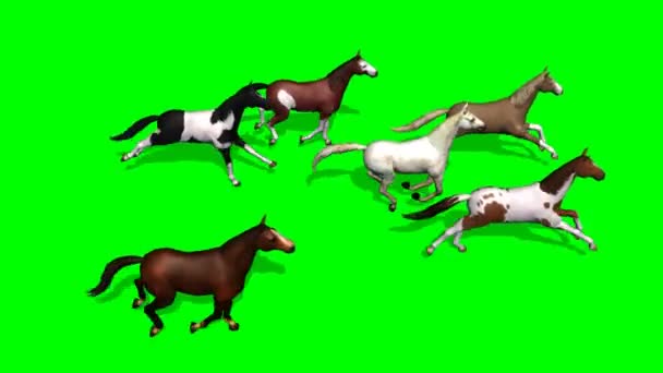 Grupp rinnande hästar — Stockvideo