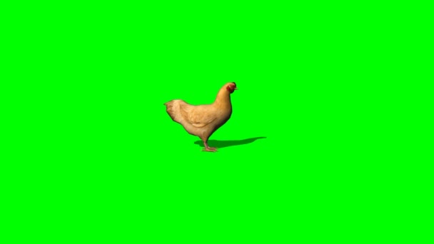 Pollo marrón ralentí — Vídeo de stock