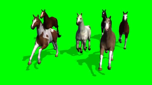 Caballos de grupo — Vídeo de stock