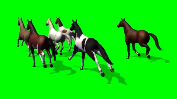 Caballos de grupo — Vídeo de stock