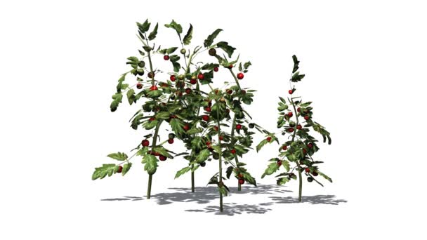 Plantes de tomates dans le vent 